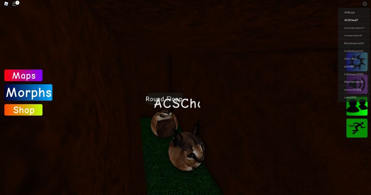 Comment trouver le Round Floppa Morph dans Find the Floppa Morphs round floppa in find the floppa morphs