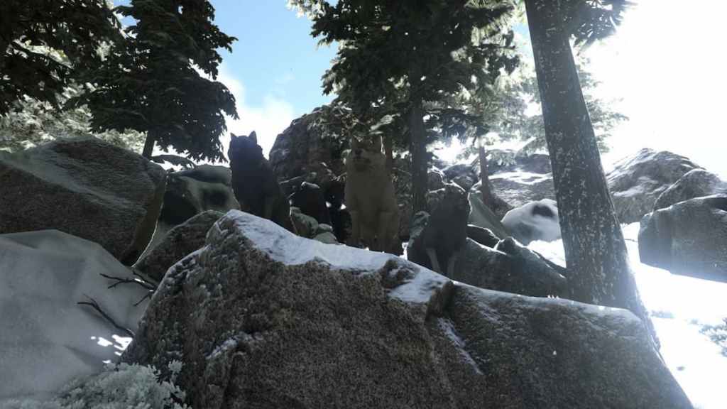 loups de l'arche